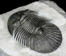 Platyscutellum Trilobite With Axial Spines #28765-1